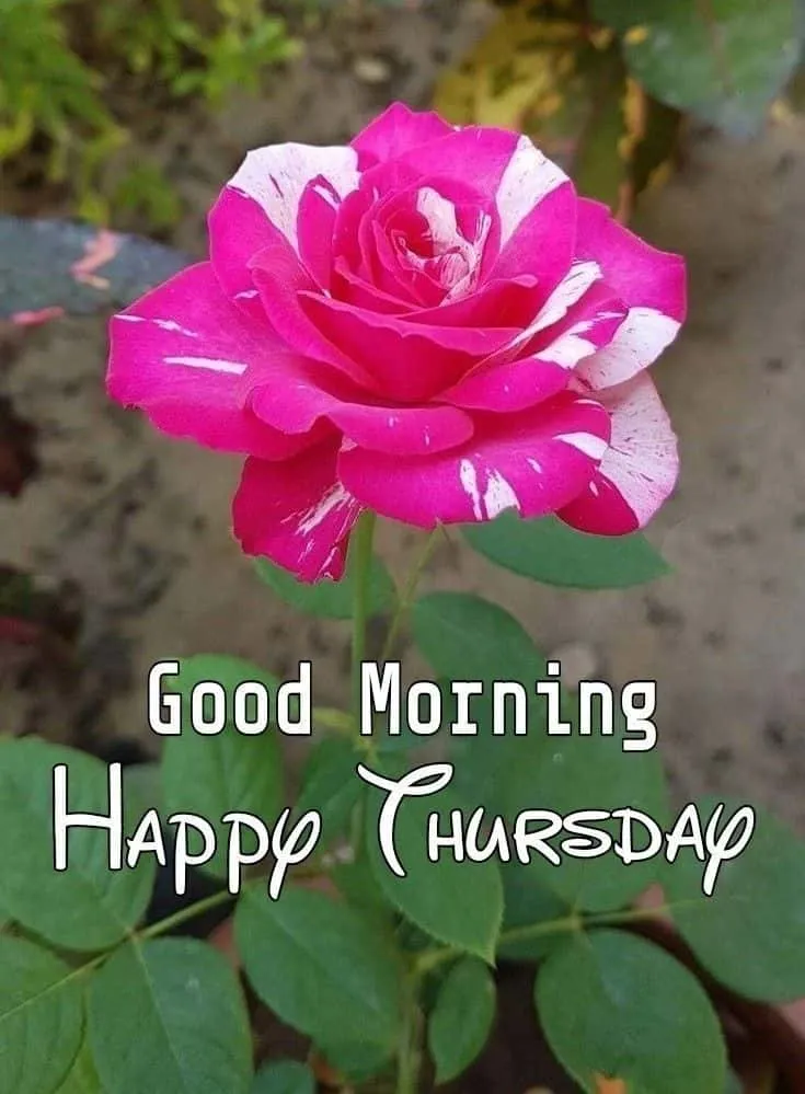 Good Morning Images Thursday